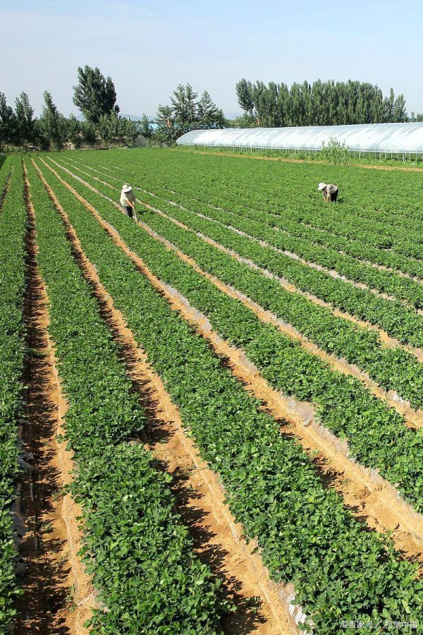 最安全的杠杆炒股平台官网 麦茬花生起垄种植技术措施要点