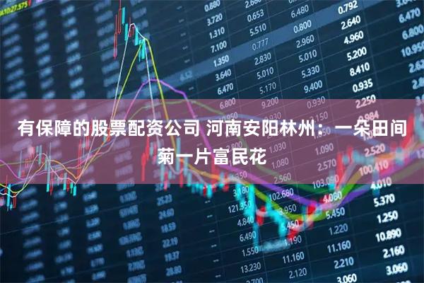 有保障的股票配资公司 河南安阳林州：一朵田间菊一片富民花